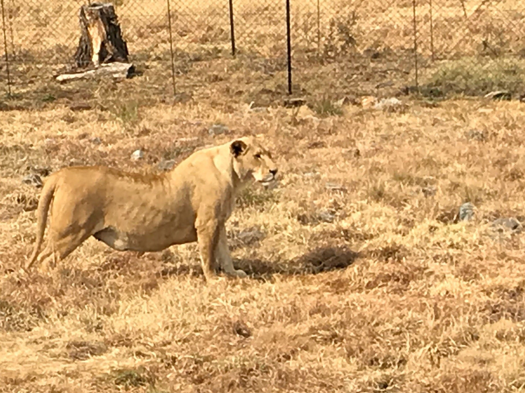 Lion and Safari Park景点图片