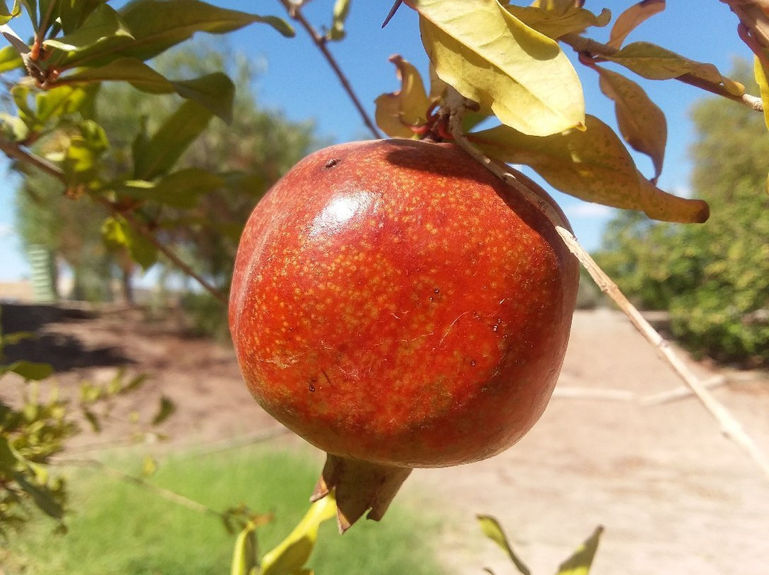 Robert J. Moody Demonstration Garden-尤马必去景点
