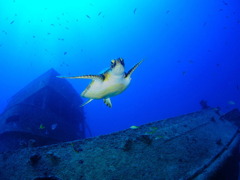 Aquáticos Centro de Mergulho-累西腓必去景点
