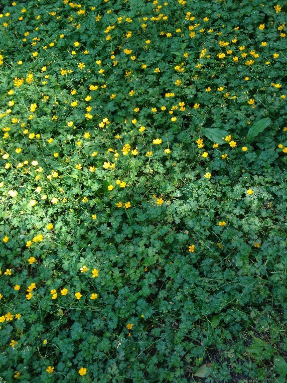 Rood Bridge Park-希尔斯伯勒必去景点