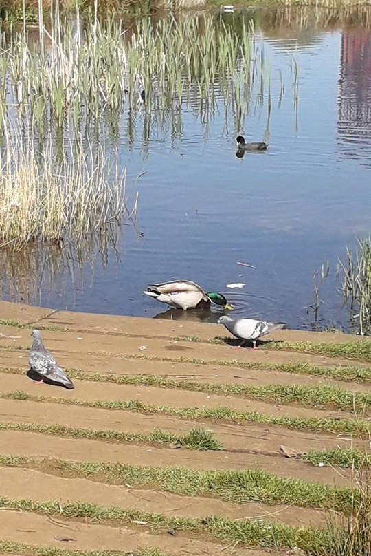 Wandle Park景点图片