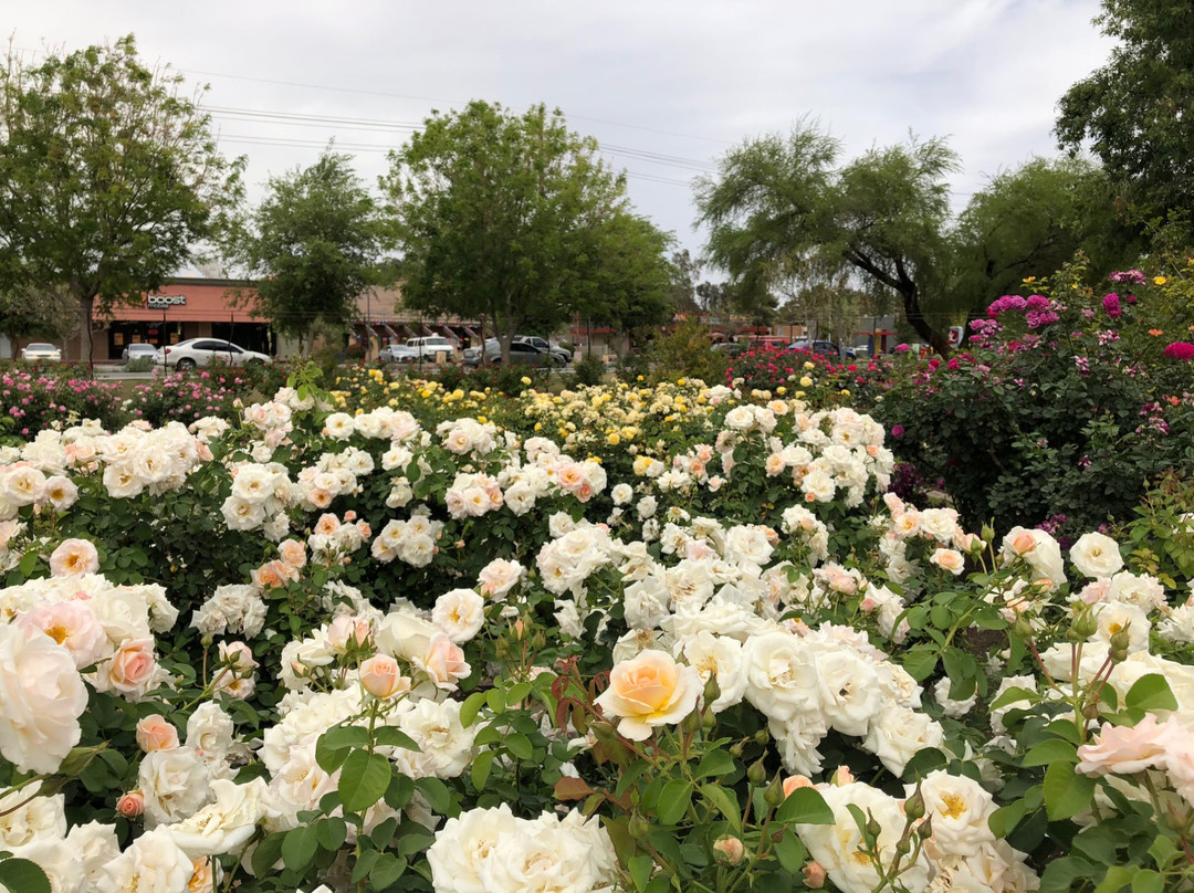 Rose Garden at Mesa Community College景点图片