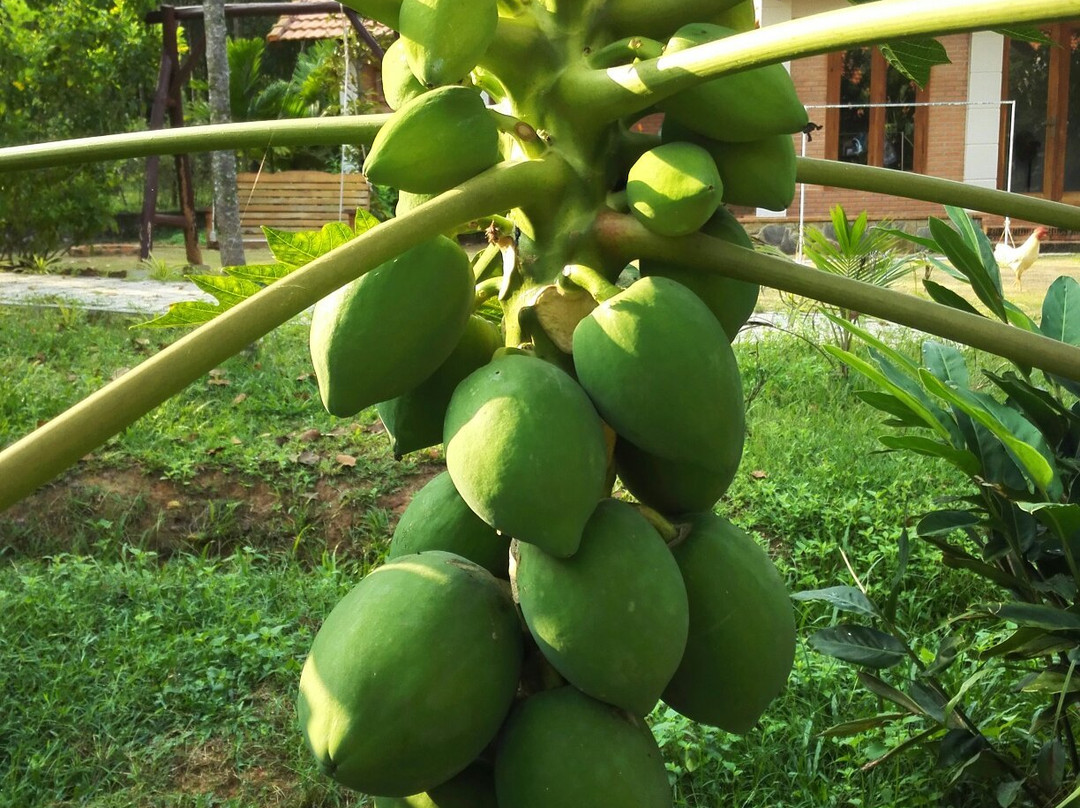 The Garden House Phu Quoc主图