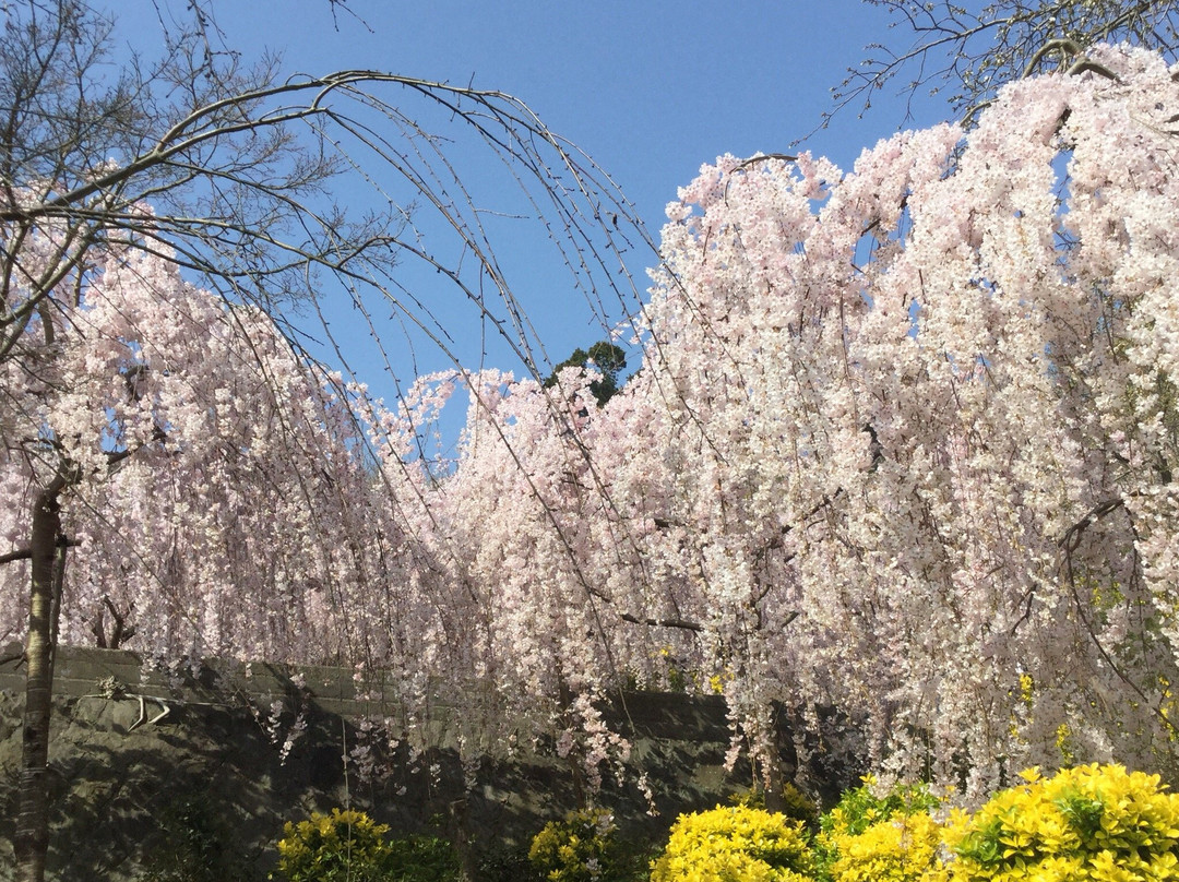 Hanamiyama Shin No Tegamikan-鸣门市必去景点
