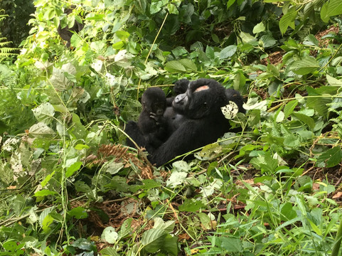 Africa Tours Adventure