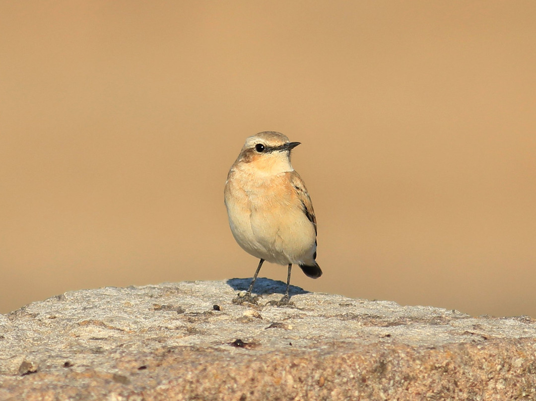 Birdwatch Asturias景点图片