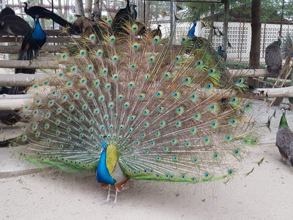 Samphran Peacock Park景点图片