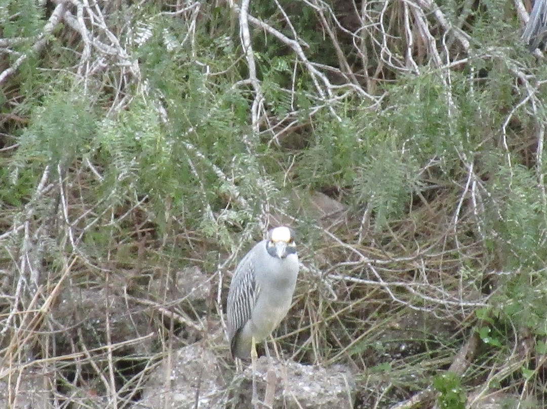 Estero Llano Grande State Park-Weslaco必去景点