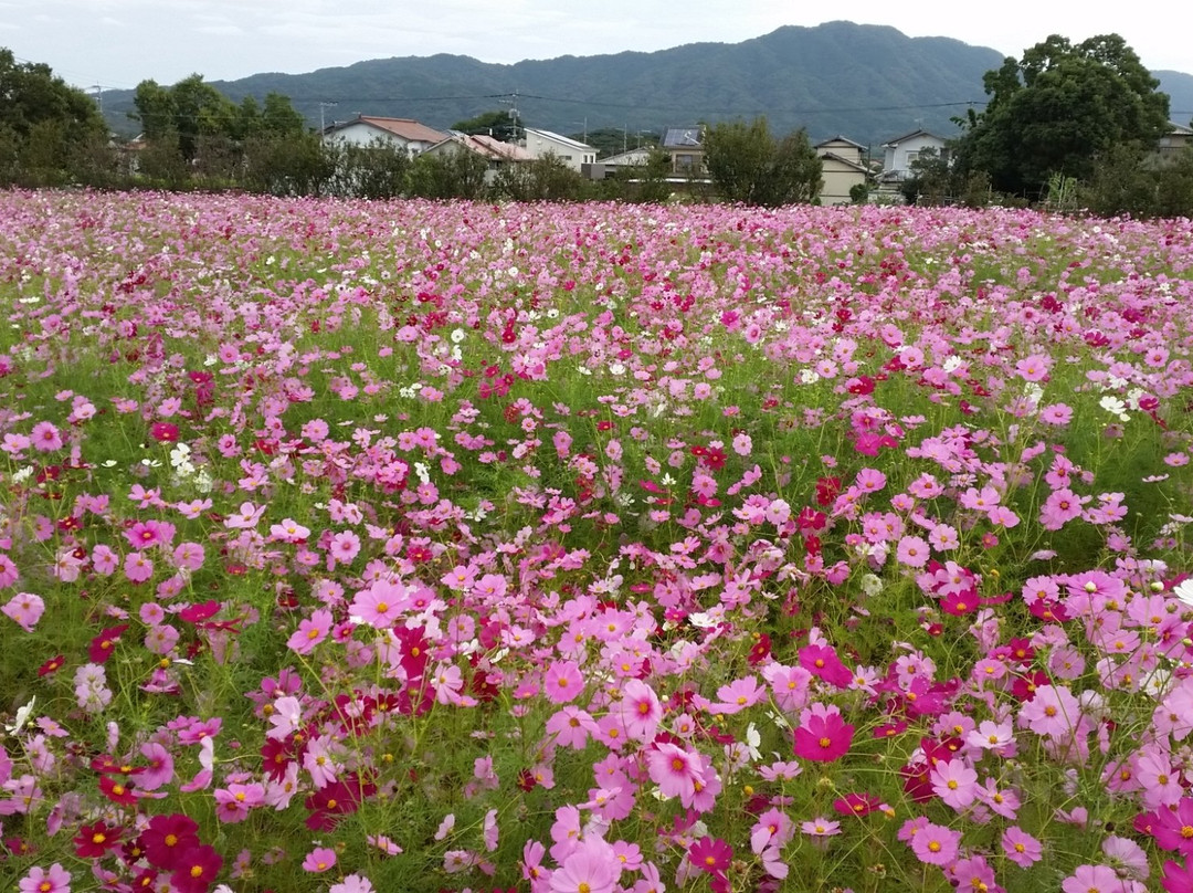 Hirabaru Historical Park-二丈町必去景点