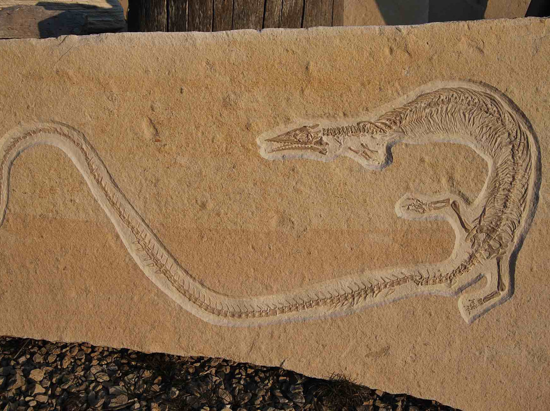 Fossilien Besuchersteinbruch Mühlheim-Mornsheim必去景点