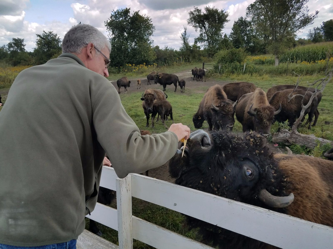 Hawkeye Buffalo & Cattle Ranch景点图片
