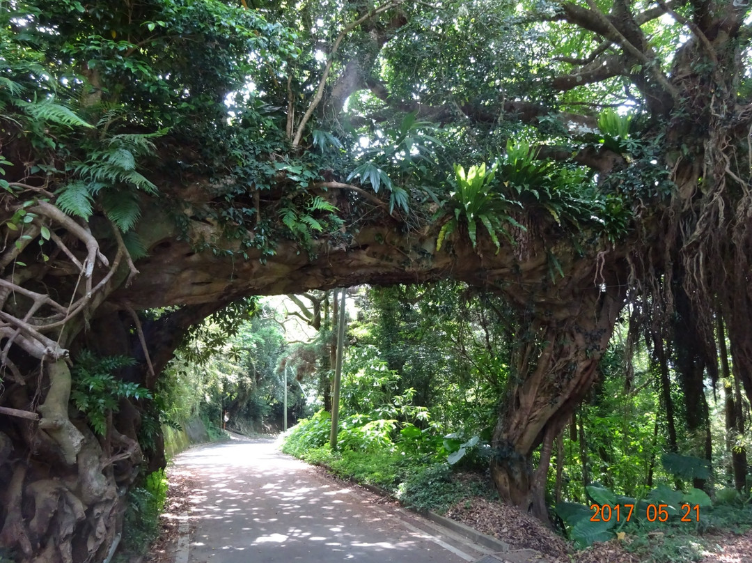 Arch of the Banyan Tree景点图片