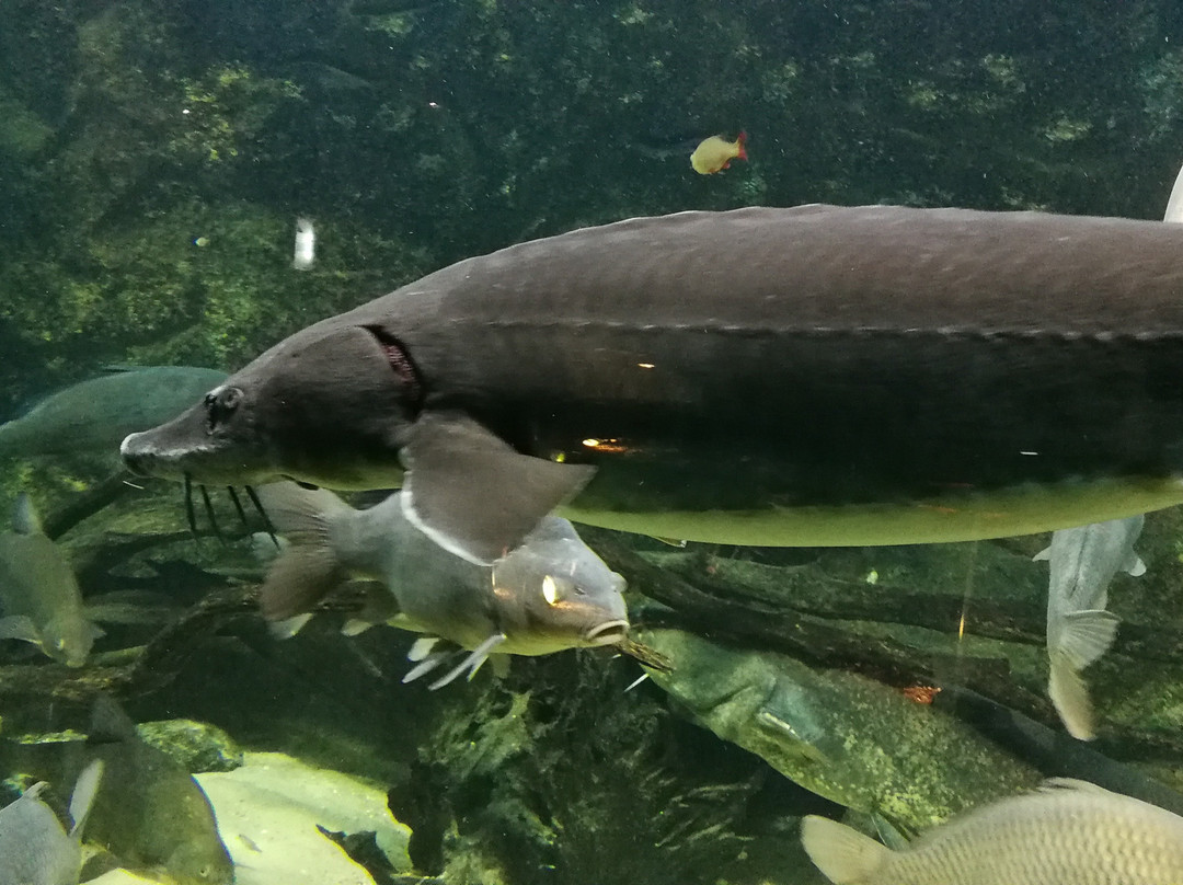 Aquarium De Pescalis景点图片