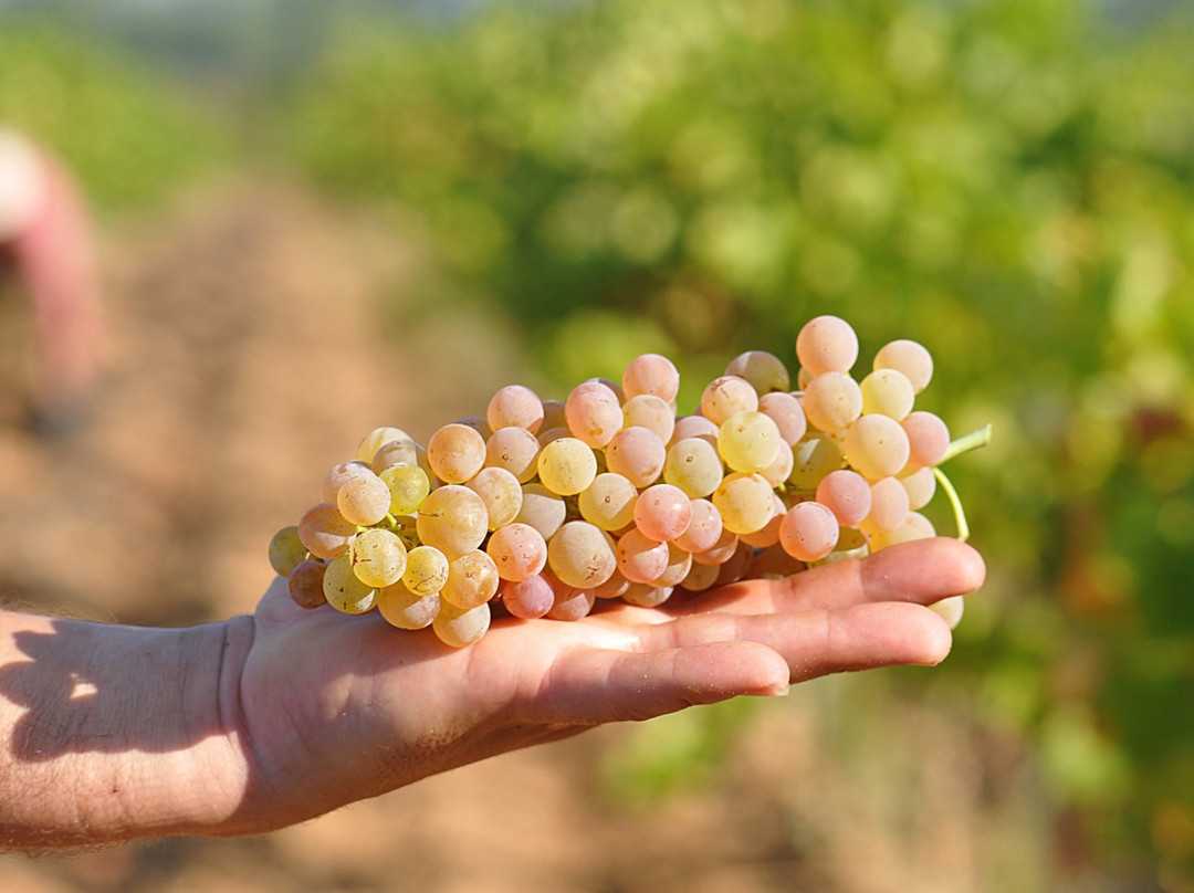 Domaine Des Terres Blanches景点图片