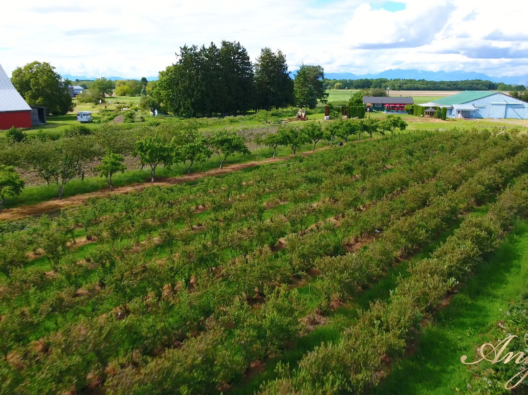 Angel Estate Winery景点图片