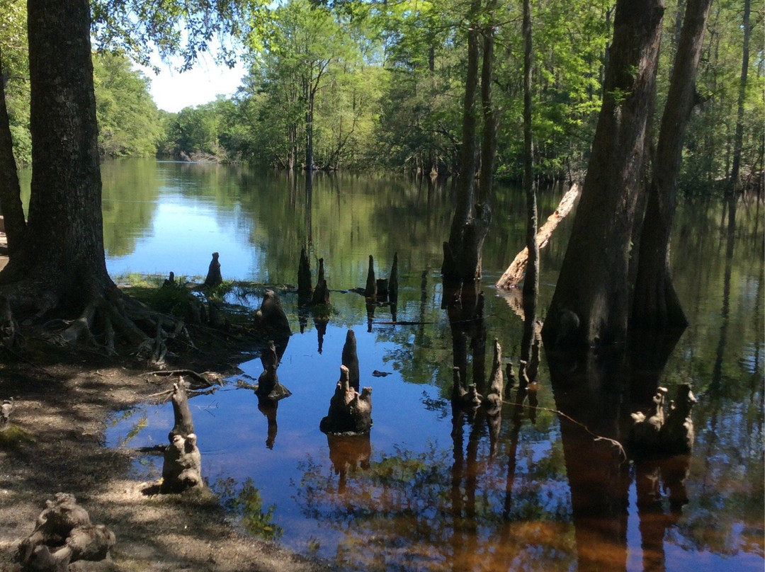 Lumber River State Park景点图片