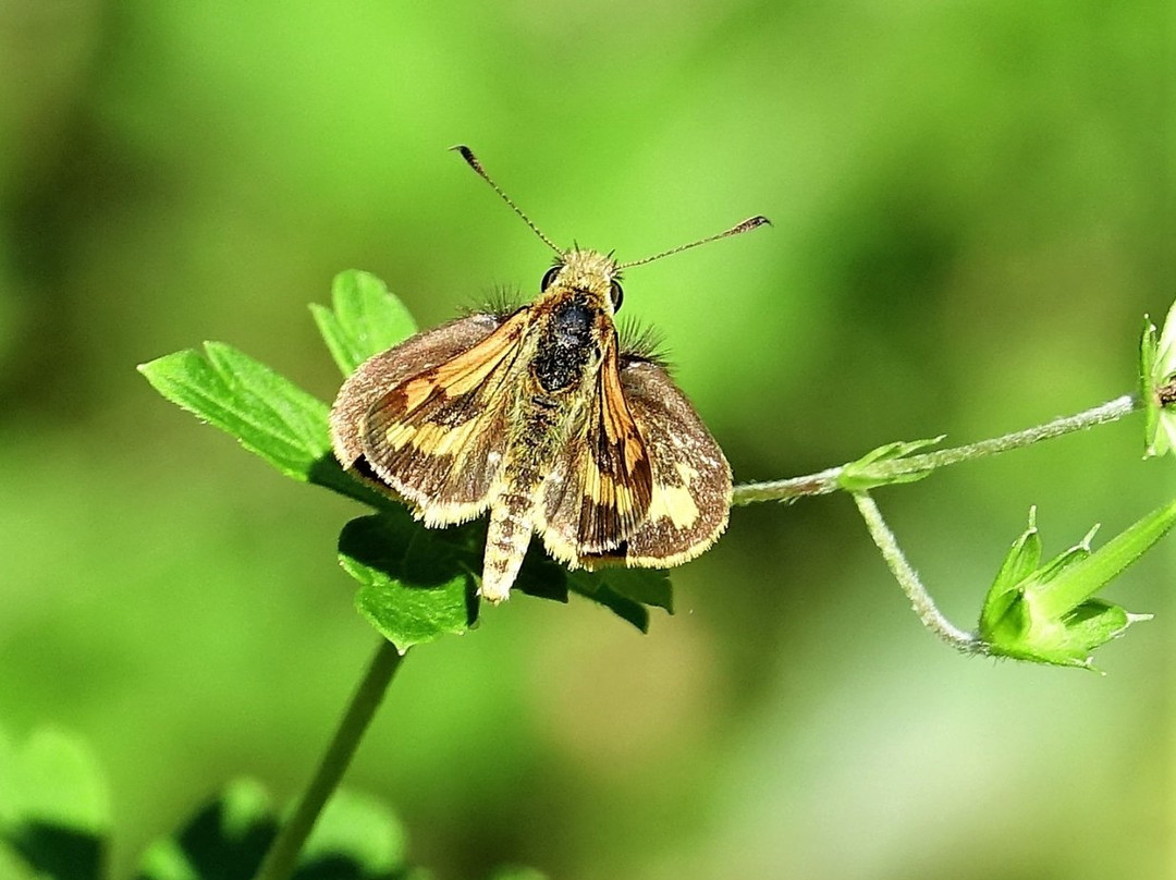 Belgrave Lake Park-贝尔格雷夫必去景点