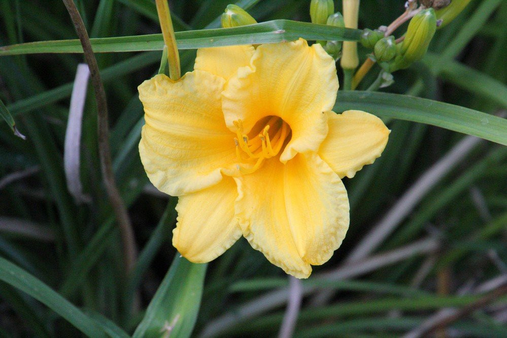 Jaycee Gardens Park-圣凯瑟琳斯必去景点