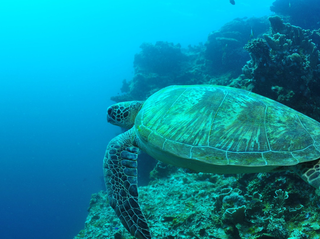 Tiki Tiki Divers Moalboal景点图片