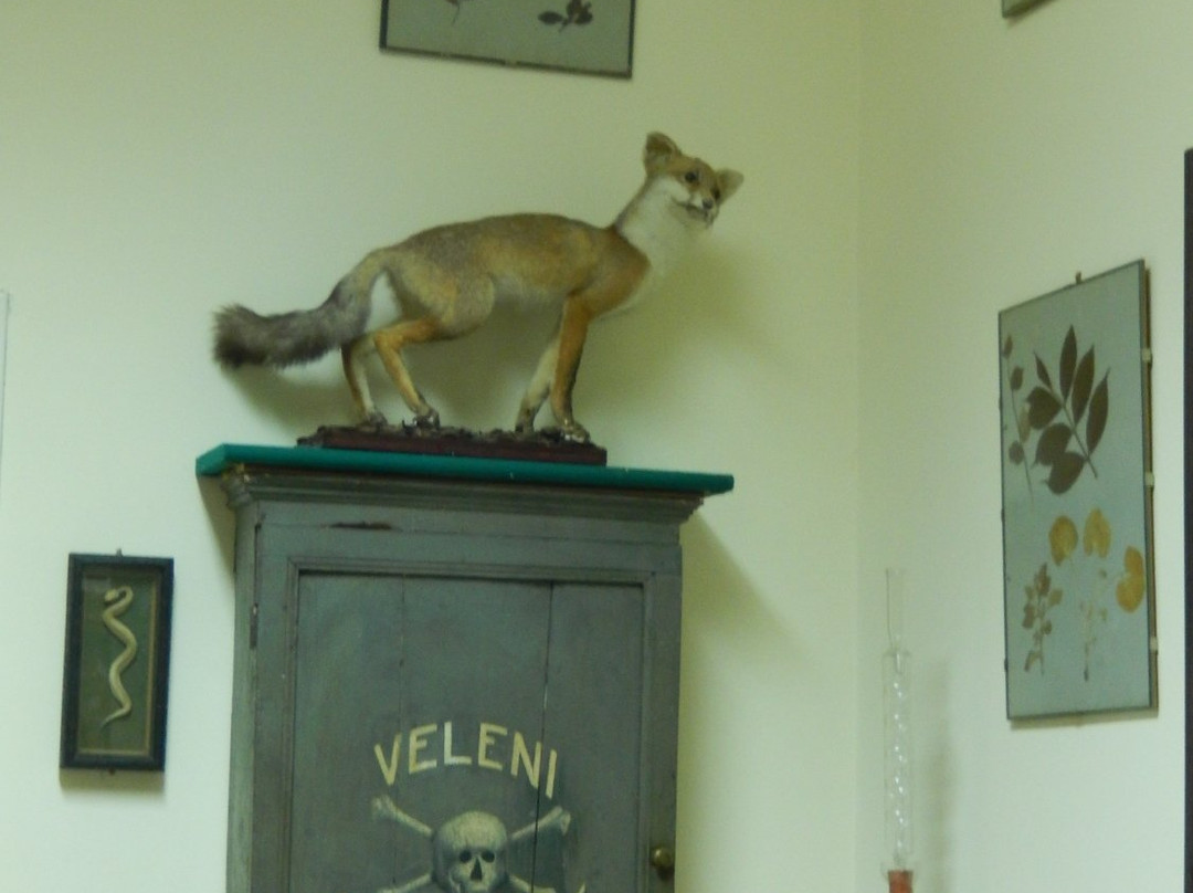 Museo Roberto Papi景点图片