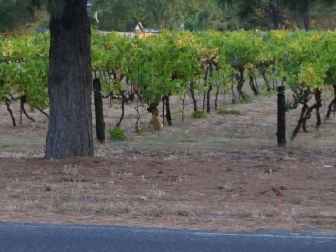 English Estate Winery景点图片