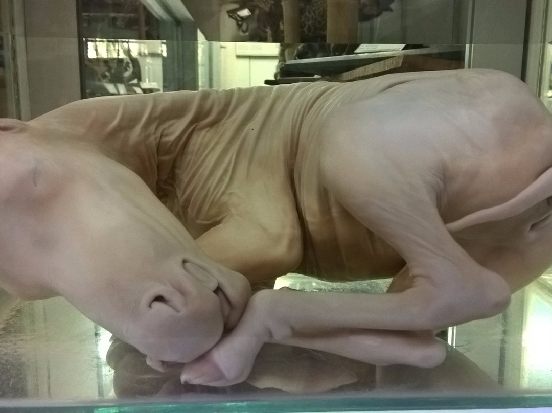 Natural History Museum-阿蒂巴亚必去景点