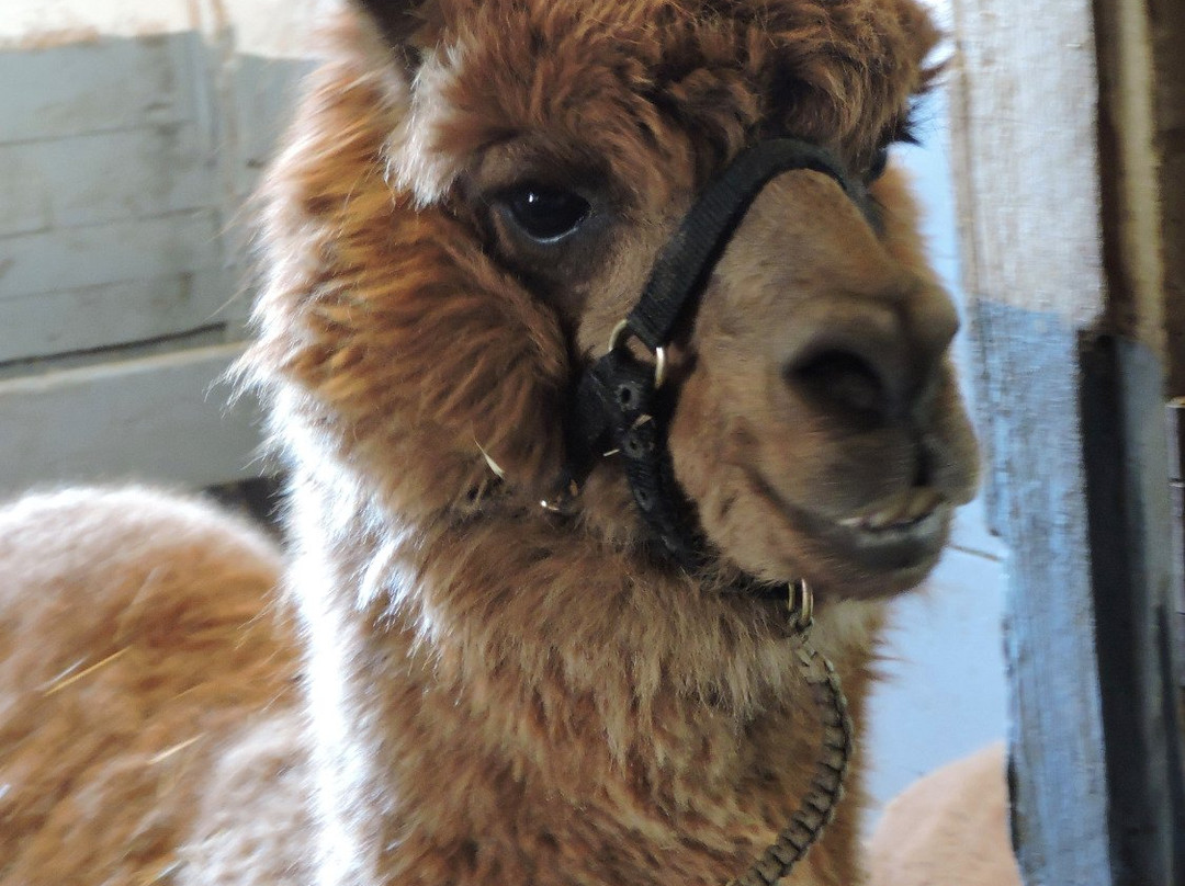 Retreat Farm-布拉特尔伯勒必去景点