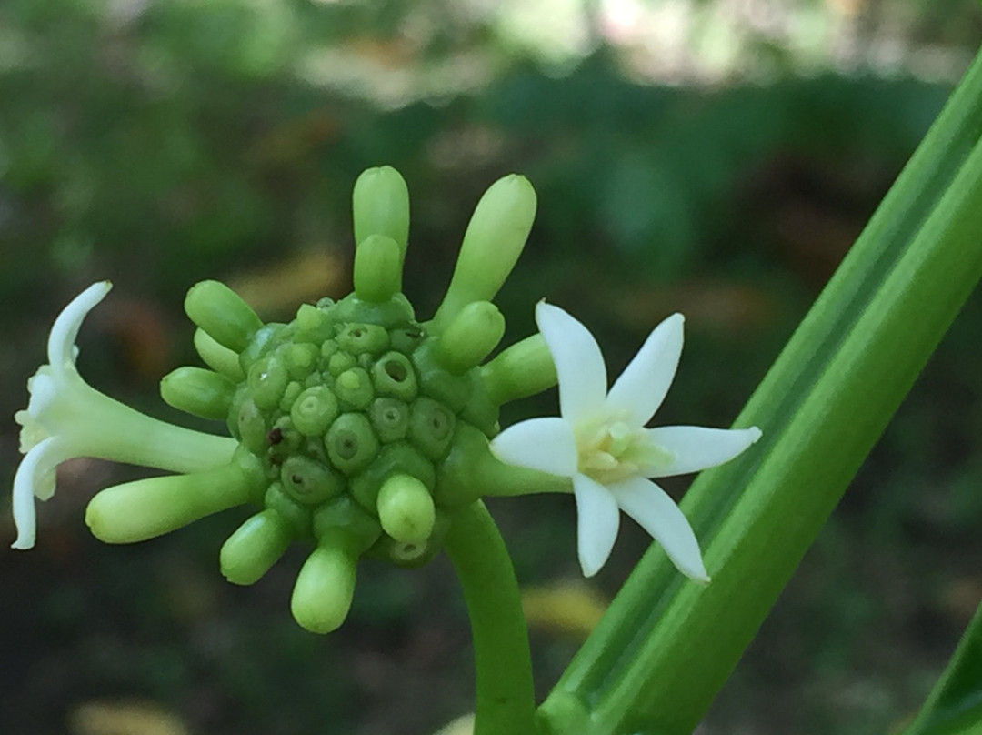Valley Of The Latte Adventure Park-Talofofo必去景点