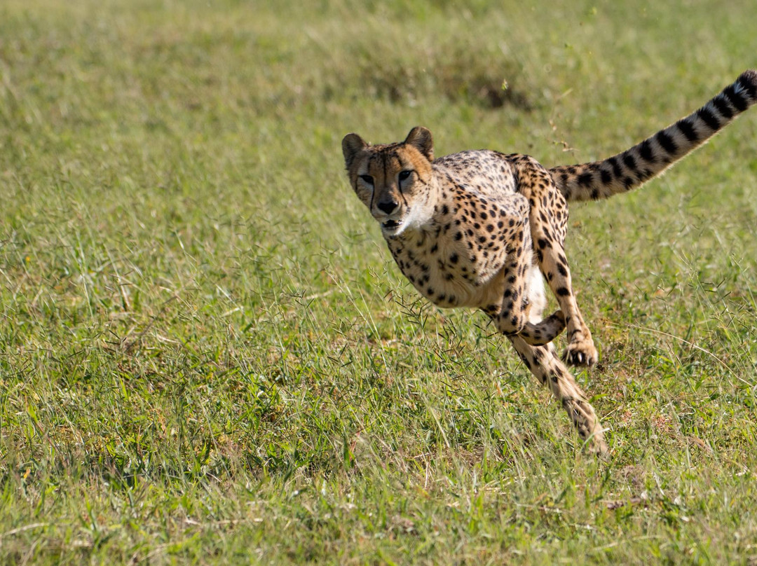 De Wildt Shingwedzi Cheetah Ranch景点图片