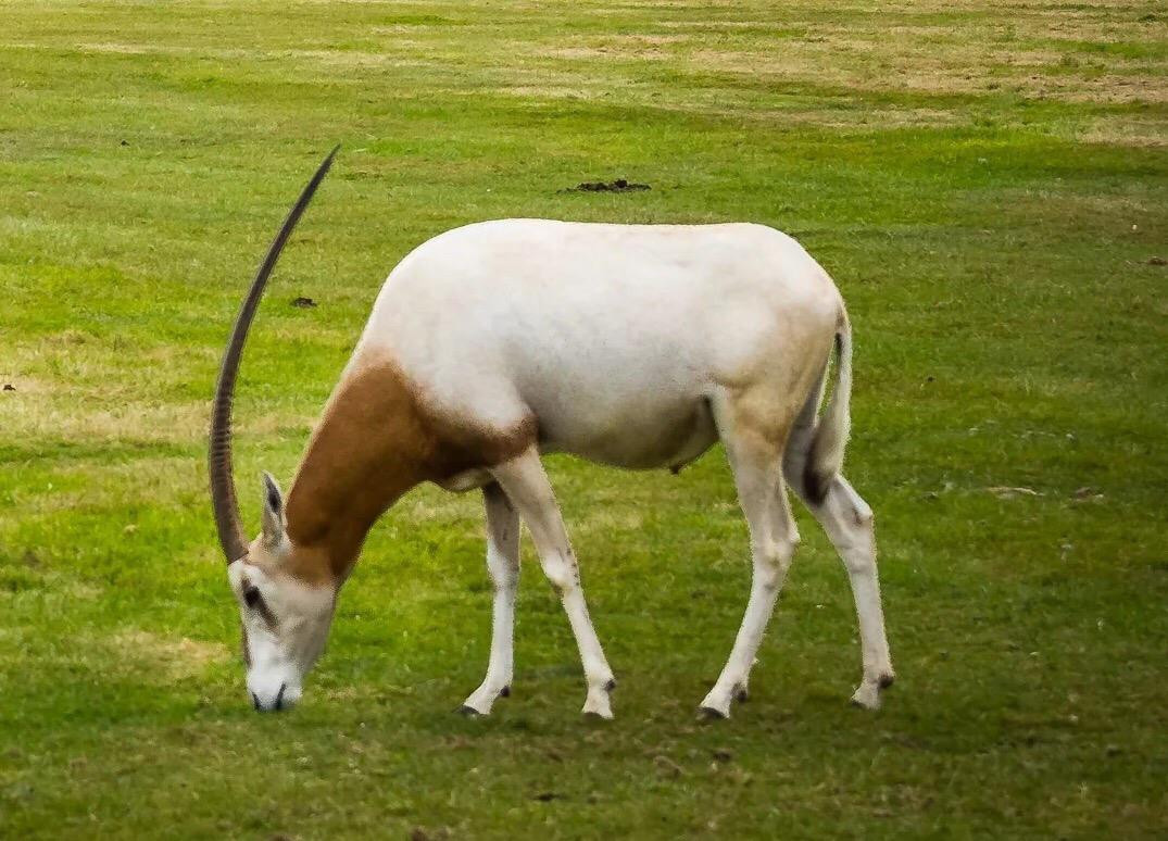 Action Wildlife Foundation-Goshen必去景点