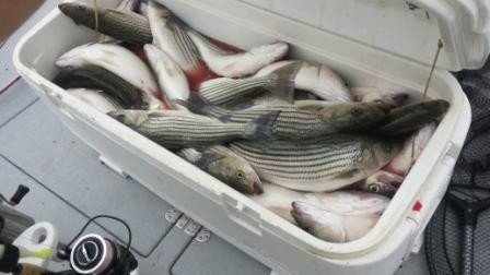 Striper Hunter Guide Service-Pottsboro必去景点