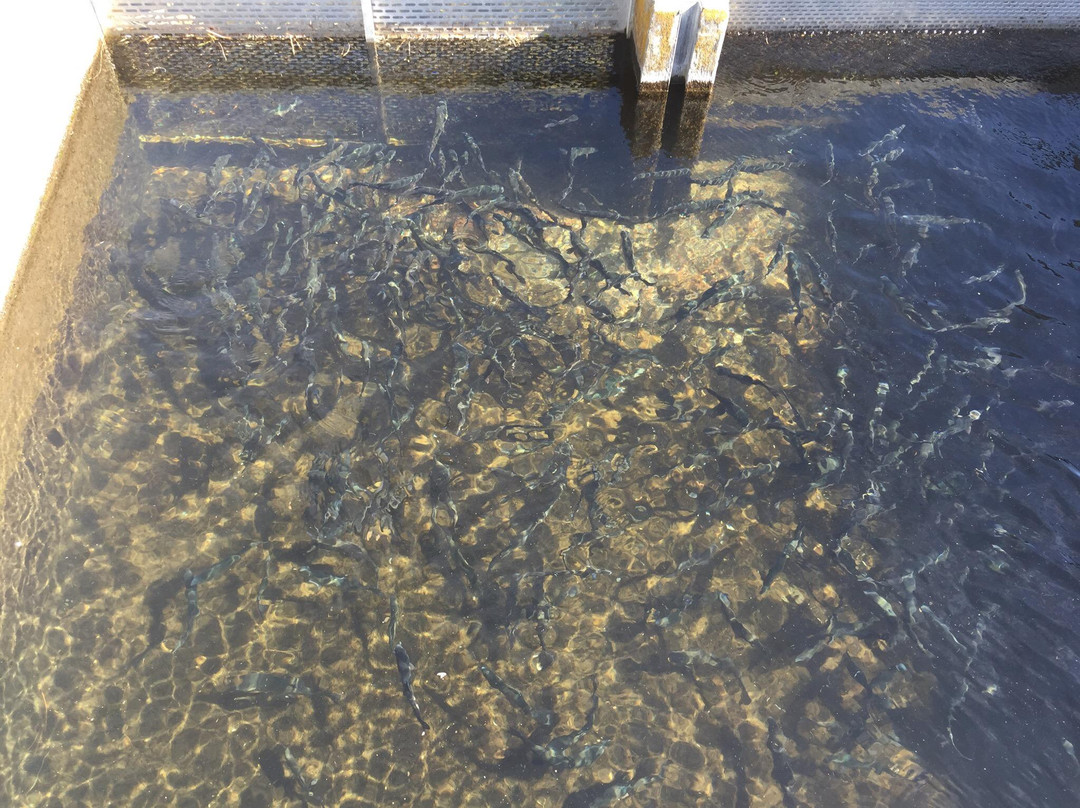 Mount Shasta Fish Hatchery景点图片