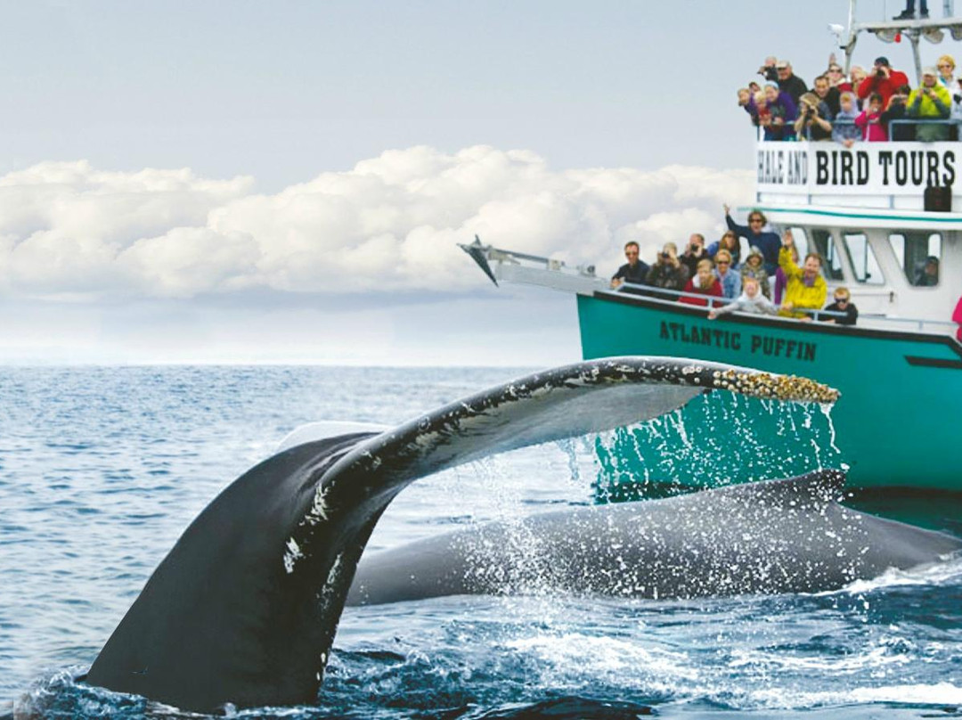 O'Brien's Whale and Bird Tours景点图片