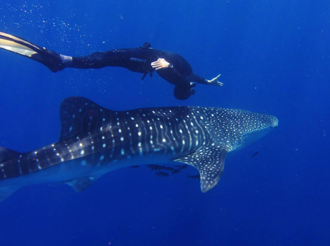 Cala d'Oliva Diving Center-Cala d'Oliva必去景点