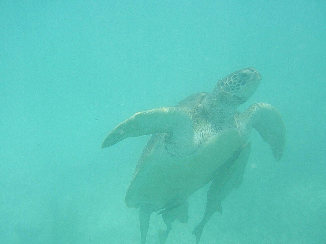 Akumal Beach-艾库玛尔必去景点