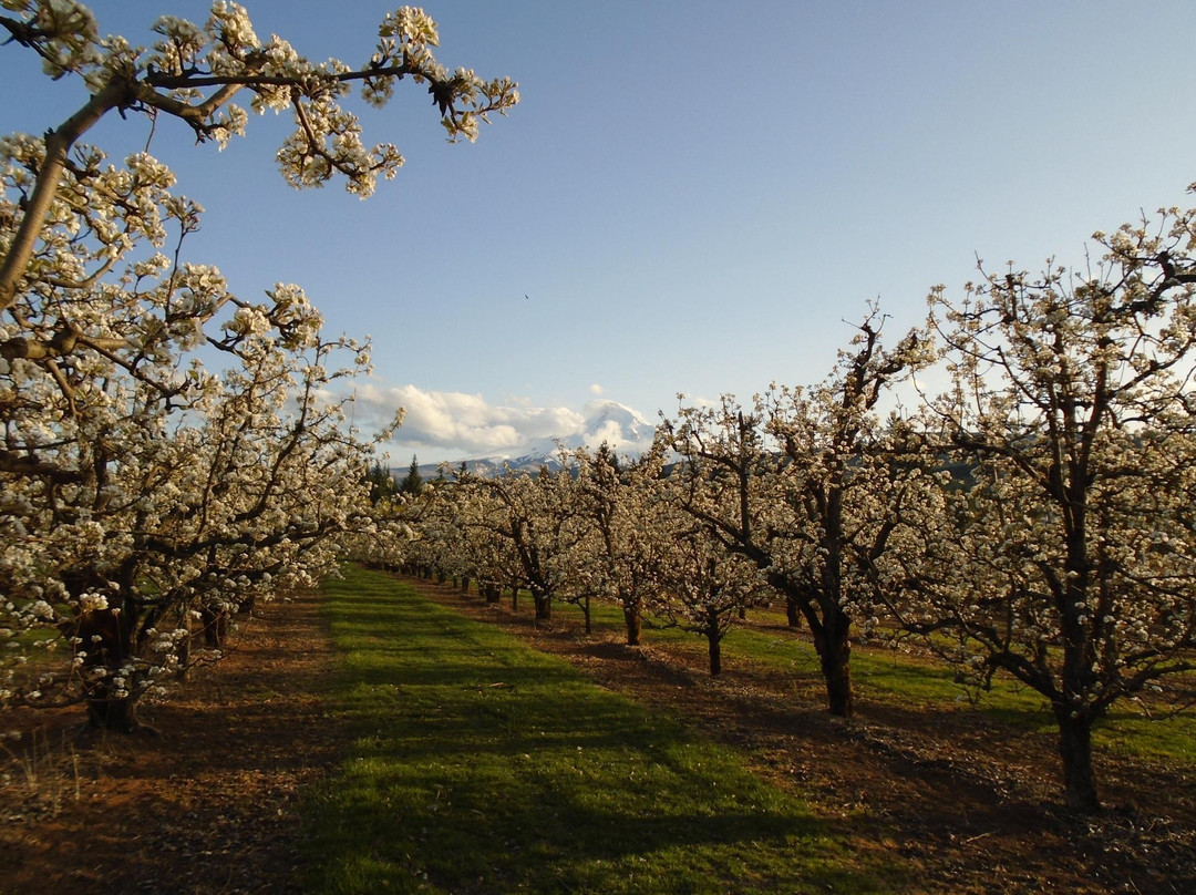 Mt. View Orchards-Parkdale必去景点