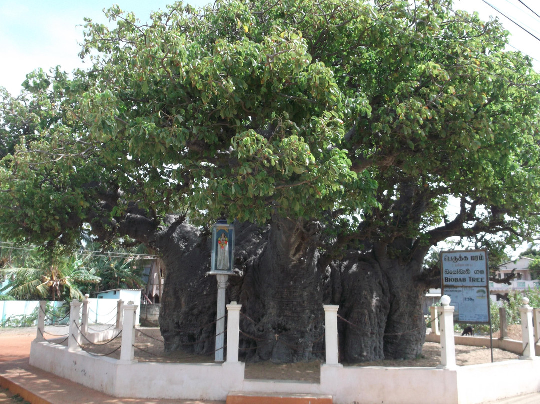 Baobab Tree-马纳尔必去景点