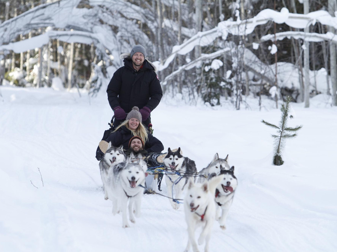 Golden Dog Sled Adventures-戈尔登必去景点
