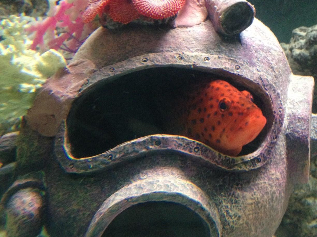 Team ECCO Aquarium & Shark Lab景点图片