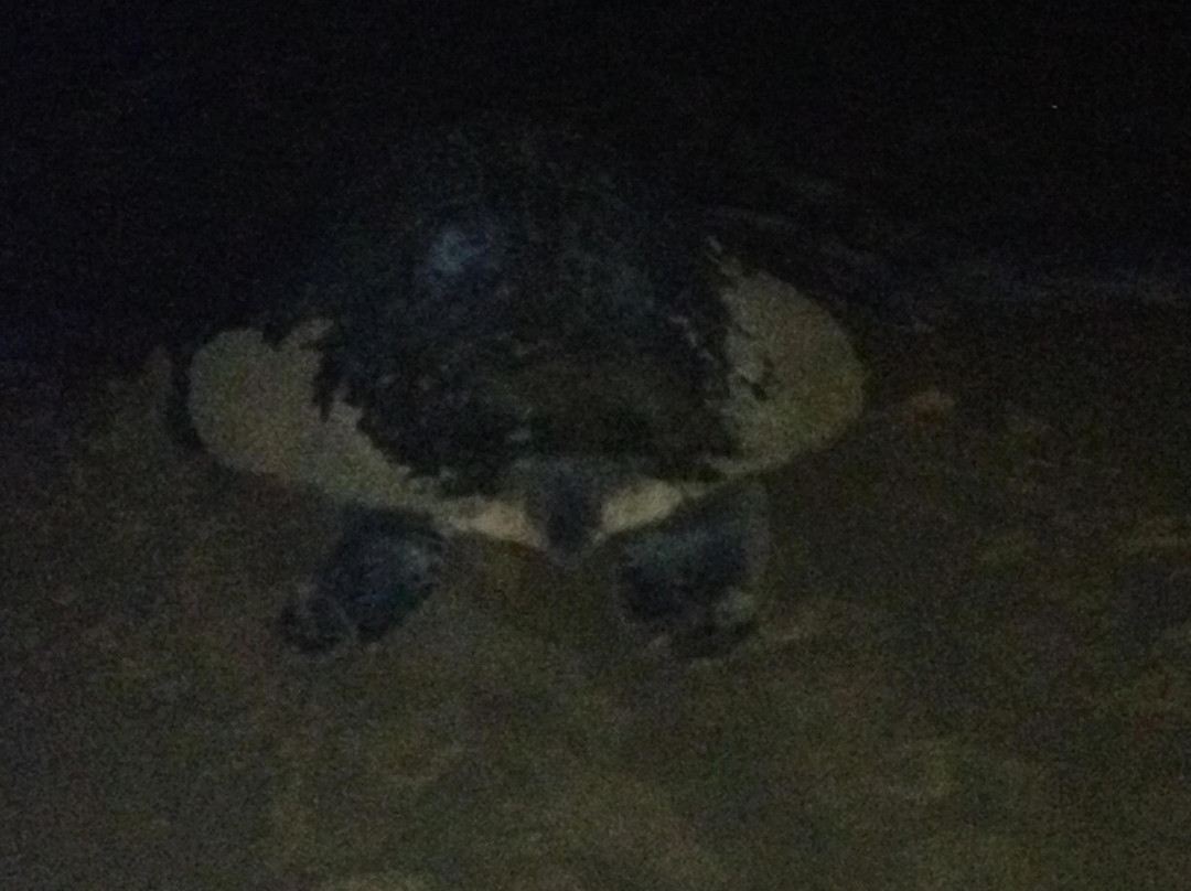 Poseidon Diving Station Sri Lanka-希克杜沃必去景点