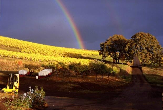 Yamhill Valley Vineyards-麦克明维尔必去景点