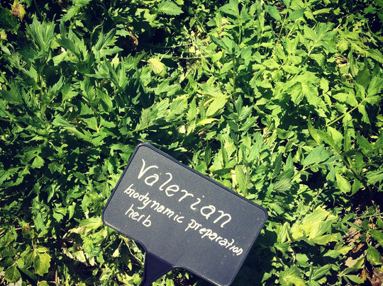 Obsidian Wine Tours-圣海伦娜必去景点