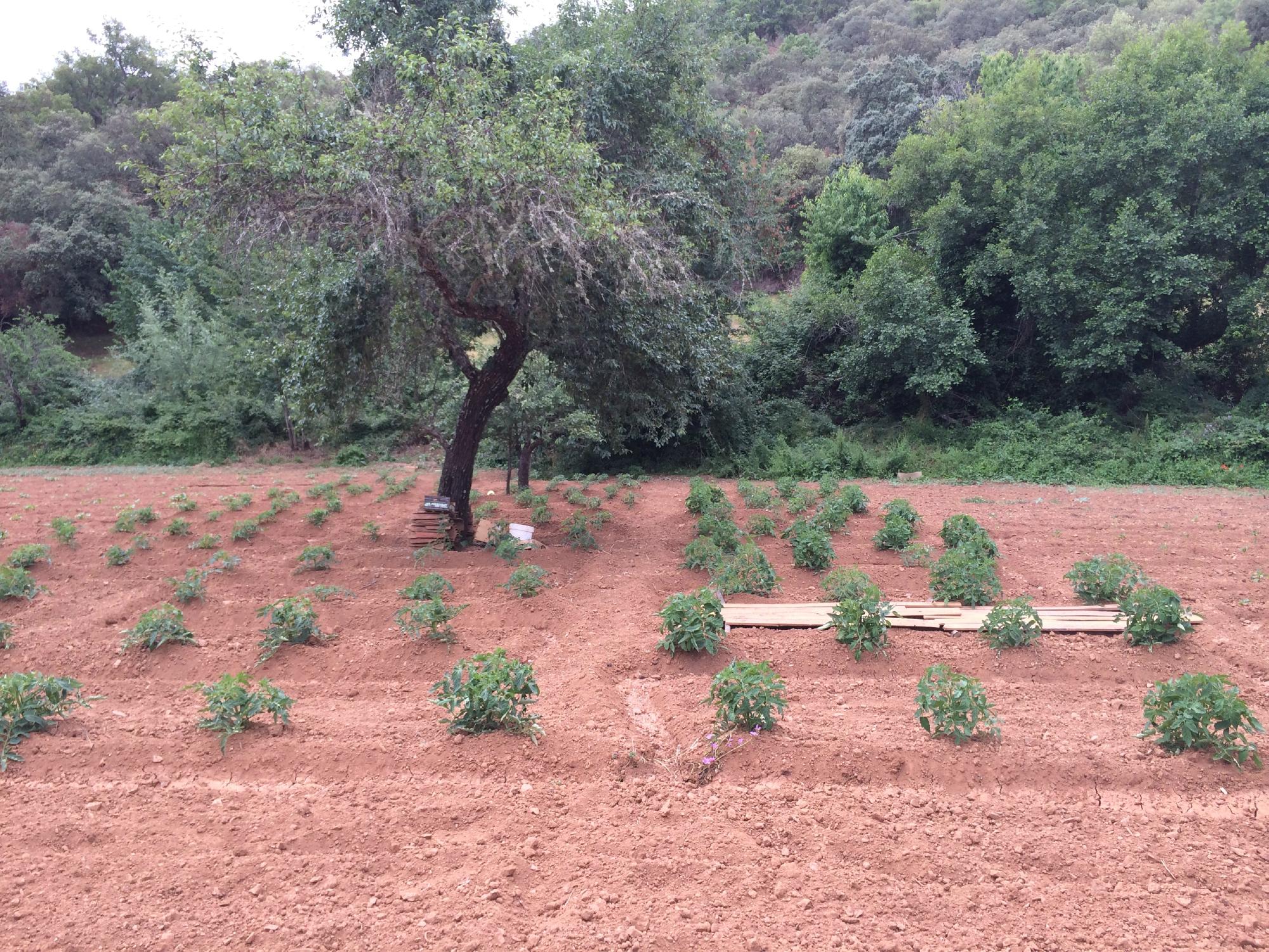 Finca Montefrio-客卧