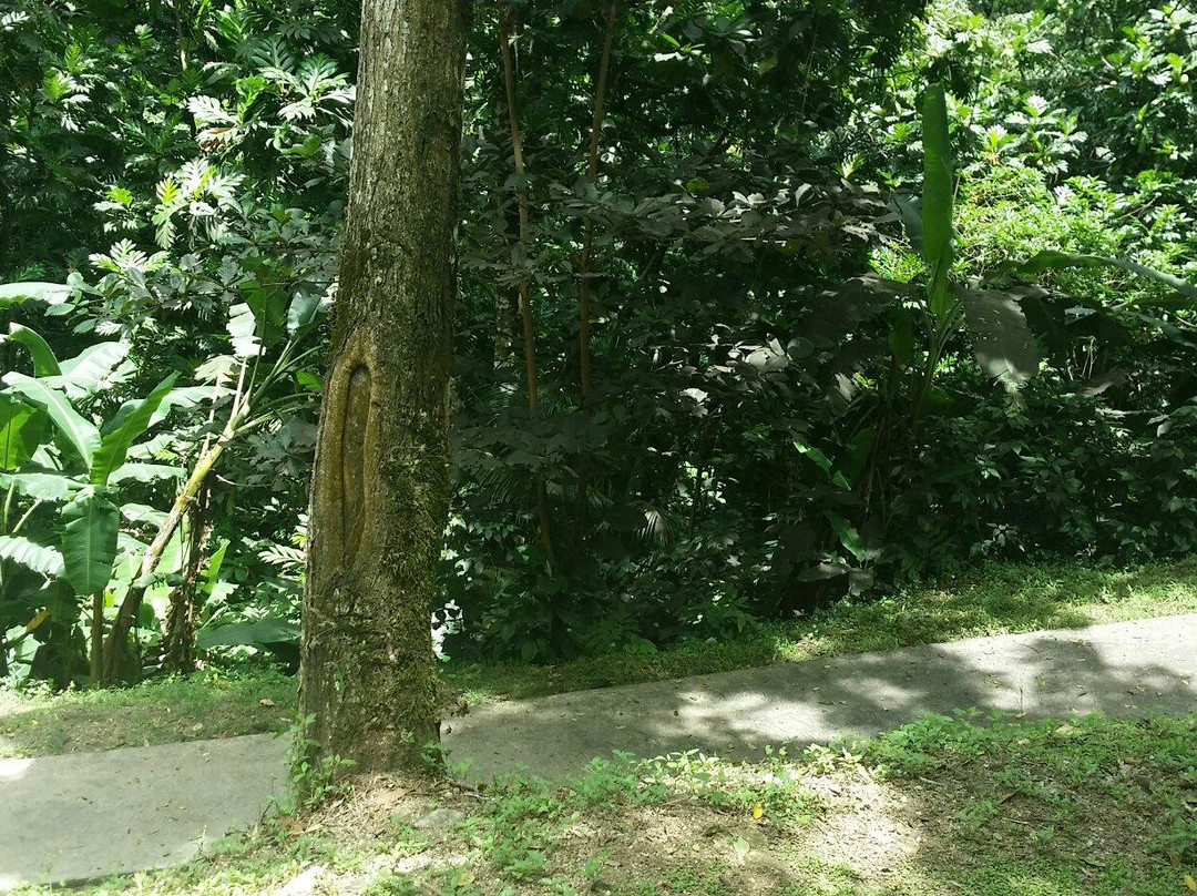 Bains des Amours-Gourbeyre必去景点