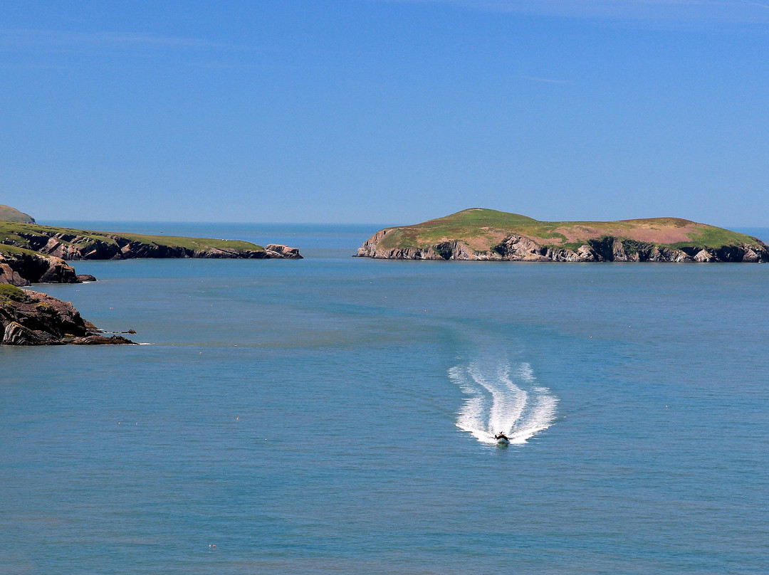 A Bay To Remember Wildlife Boat Trips景点图片