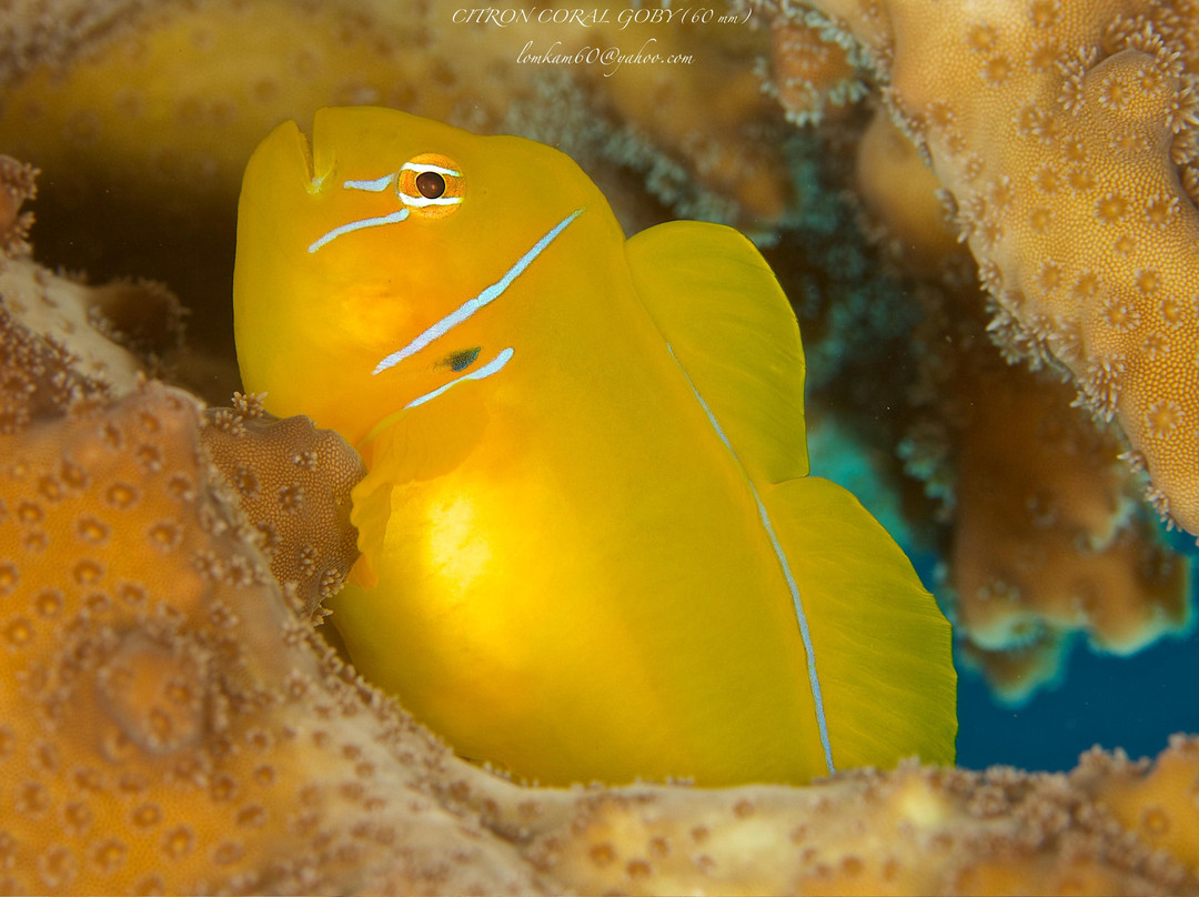 African Divers Nuweiba-努威巴必去景点