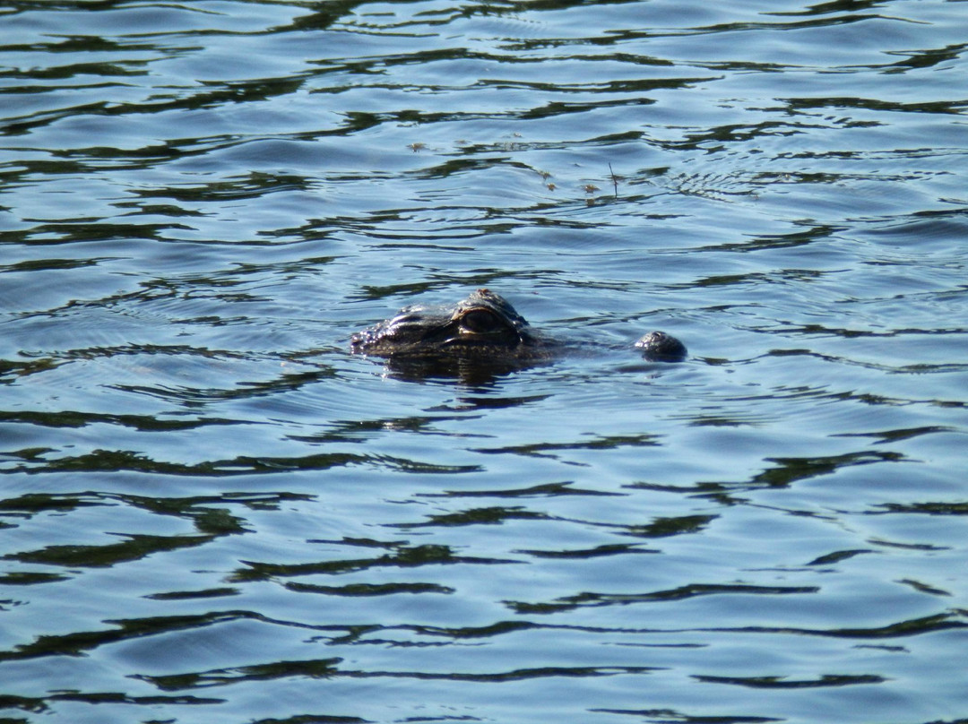 A. L. Anderson Park-塔彭斯普林斯必去景点