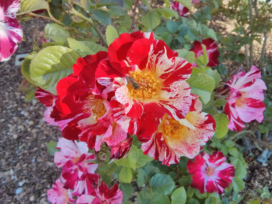 El Paso Municipal Rose Garden-埃尔帕索必去景点