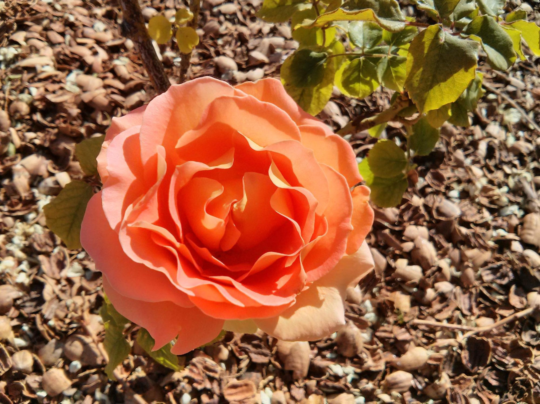 El Paso Municipal Rose Garden-埃尔帕索必去景点