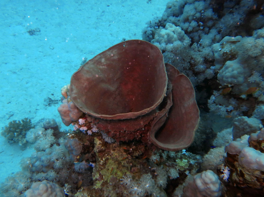 Scuba Diving North West景点图片